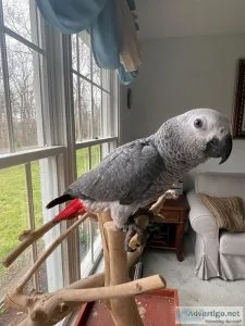 Awesome African Grey Congo Parrot