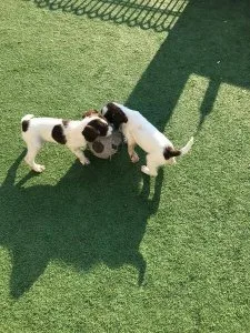 2 girl springer spaniel puppies.
