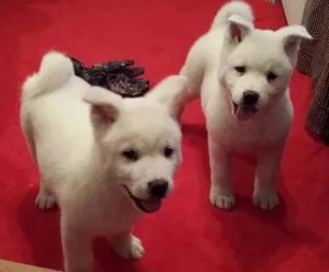 Adorable Akita Puppies for sale.