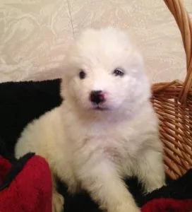 Samoyed puppy who is full of life