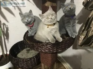 Scottish Fold Kittens