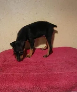 Well Socialized Miniature Pinscher for sale.