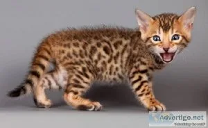 Rosetted Bengal kitten