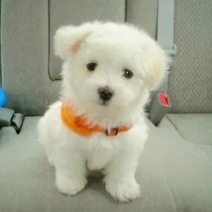 Lovely Maltipom Ready Now For Sale