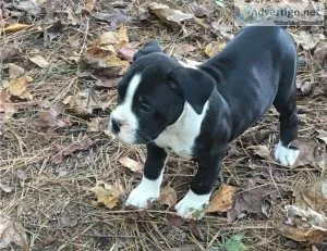 AKC reg. Boxer Puppies for sale.