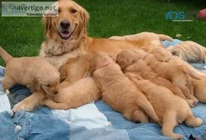 Beautiful Golden Retriever puppies