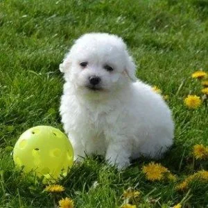 Home Raised Bichon Frise puppies