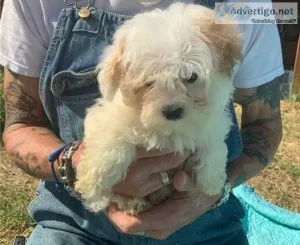 Malti Poo - Maltipoo puppies for sale