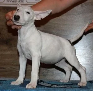 AKC Bull Terrier puppies