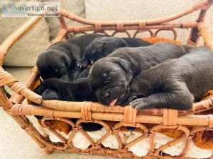 Cane corso puppies