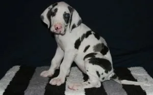 Super Socialized Harlequin Great Dane puppies
