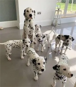 Beautiful Dalmatian Puppies Available