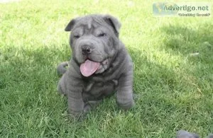 Quality Pure Breed Sharpei Puppies