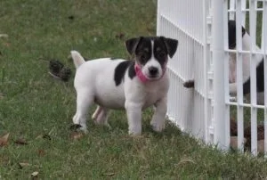 Well Socialized Jack Russel Terrier puppies