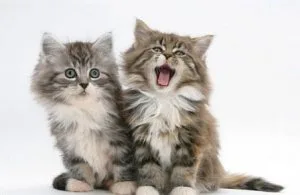 Maine Coon Kittens FOR SALE