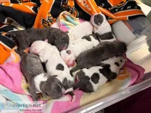 Exotic Bullies 2M 6F ABKC reg