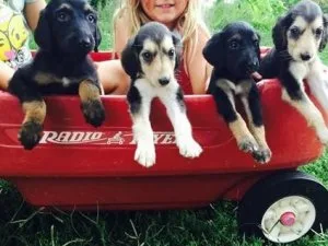 AKC reg. Afghan Hound puppies