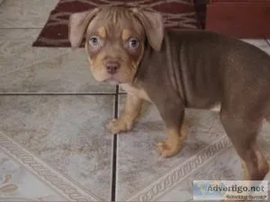 Bully pups