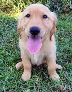 Home Raised Golden Retriever Puppies
