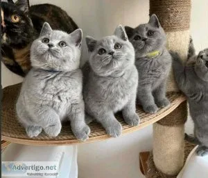 Beautiful British Shorthair Kittens