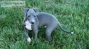 AKC reg. Italian Greyhound puppies