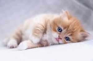 BUY YOUR EXOTIC KITTENS FROM US