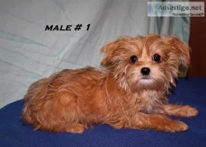 Loveable Shorkie Puppies