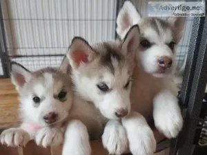Siberian Huskies need to find understanding homes.