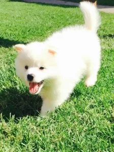 Super Cute American Eskimo Dog puppies