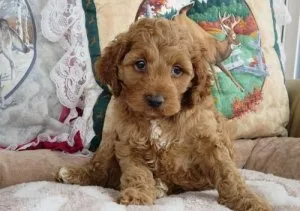 Beautiful female and male Cockapoo puppies.