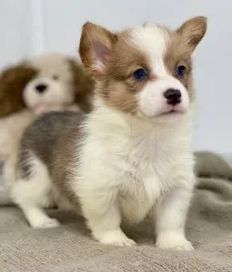 AKC reg. Pembroke Welsh Corgi Puppies