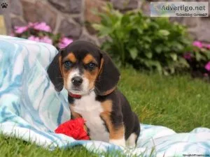 Adorable Beagle puppies for sale