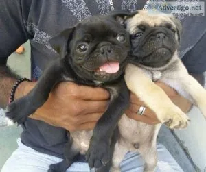 AKC Pug Puppies For Sale