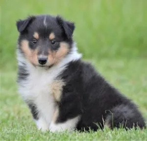 Home Raised Collie Puppies ready to go