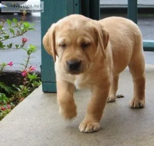 Very Intelligent Labrador Retriever puppies
