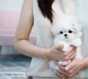 Super Adorable Maltese Puppies