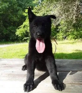 Top home raised German Shepherd puppies