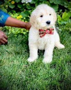 Well Trained Golden Doodle Puppies Ready