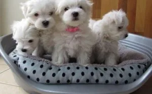 Healthy teacup Maltese Puppies