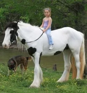 12.2hh 4 year old Piebald Quality Gypsy Cob Traditional Gelding.