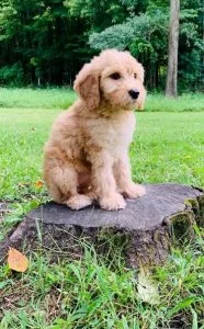 Home Raised Aussie Doodle Puppies