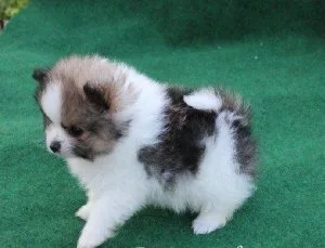 Parti-Teacup Pomeranian puppies