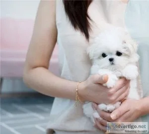 Awesome T-Cup Maltese Puppies Available