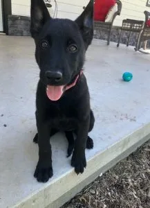 AKC Belgian Malinois Puppies