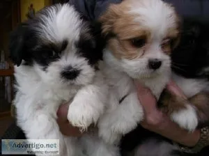 Home Raised Lhasa Apso Puppies.