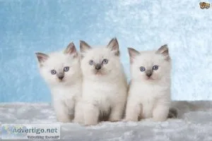 Show Quality Ragdoll Kittens
