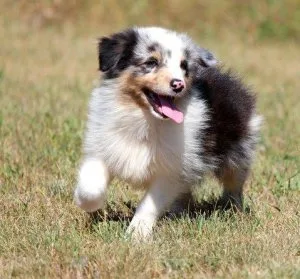 Lovely Australian Shepherds Ready Now For Sale