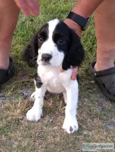 For Sale English Springer Spaniel puppies  AKC