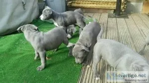 Staffordshire Bull Terriers puppies.
