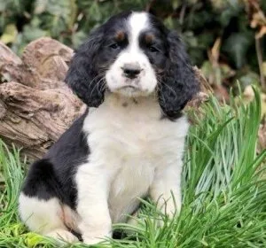 Well Socialized English Springer Spaniel puppies